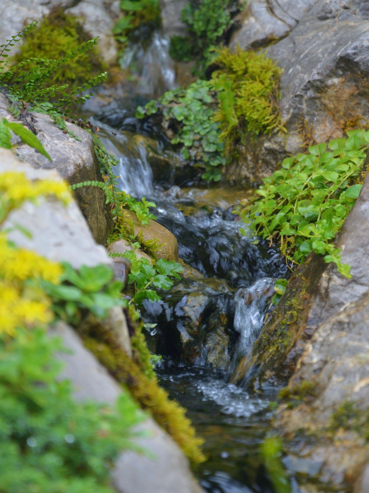 Izdelava ribnika za želvo Megi - Aqua Life Slovenija